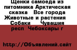 Щенки самоеда из питомника Арктическая сказка - Все города Животные и растения » Собаки   . Чувашия респ.,Чебоксары г.